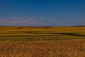 schön natürlich landwirtschaftlich Hintergrund Weizen im das Feld warm Sommer- Vor Ernte foto