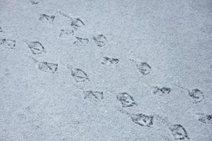 Spuren von Ente Beine im das Schnee auf das gefroren Wasser natürlich Hintergrund foto