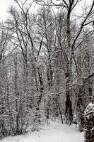 Winter natürlich Landschaft mit schneebedeckt Bäume im das Wald und ein eng Pfad foto