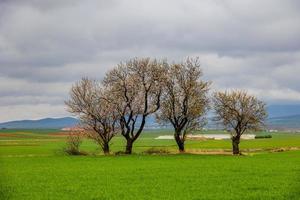 Frühling Landschaft von Aragon im Spanien mit drei blühen Bäume im ein wolkig Tag foto