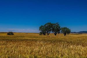 schön natürlich landwirtschaftlich Hintergrund Weizen im das Feld warm Sommer- Vor Ernte Landschaft foto