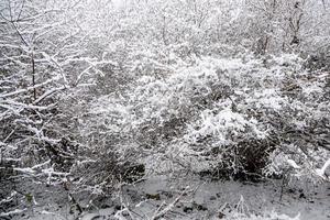 Winter natürlich Landschaft mit schneebedeckt Bäume im das Wald und ein eng Pfad foto