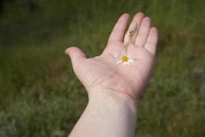 Gänseblümchen auf Hand foto