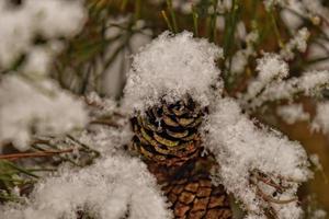 schneebedeckt Zweig von Nadelbaum Baum mit Schatten foto