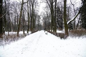 Pfad im das Park im Warschau Polen auf ein schneebedeckt Winter Tag foto