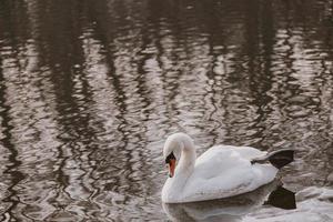 Weiß Schwan Vogel schwebend auf dunkel Wasser foto