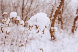 alt verwelkt Feld Blume im Winter schneebedeckt Tag im das Wiese im Nahansicht foto