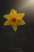 Gelb Narzisse im das Frühling Garten im Nahansicht foto