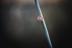 Schnecke auf ein Pflanze Stengel Über ein Grün Hintergrund im Nahansicht im ein Wiese foto