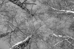 Weiß Birke Bäume ohne Blätter gegen das Hintergrund von ein glatt wolkenlos Winter Himmel foto