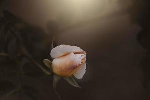 zart Frühling Blume Rose Nahansicht im ein sonnig Garten foto