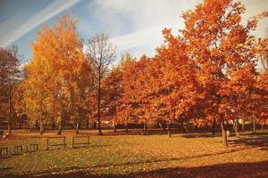 golden Herbst Landschaft voll von gefallen Blätter im das Park foto