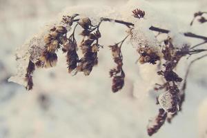 Winter schön Pflanze beschichtet mit gefroren Weiß Schnee und Eis foto