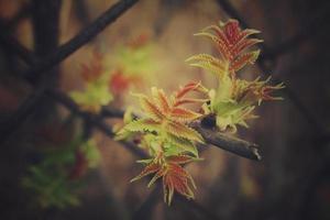 Grün zuerst Frühling Strauch Blätter aussehen durch das Zaun foto