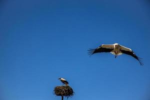 kostenlos Vögel Störche auf ein Hintergrund von das Blau Himmel im Flug Kampf zum Gniazo im das Frühling foto