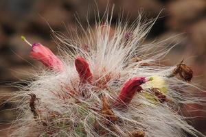 neugierig groß Grün Original Kaktus wachsend im das Garten schließen oben foto