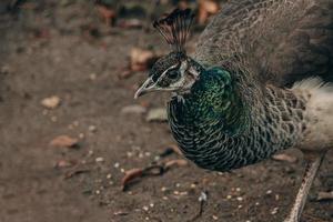 bunt Pfau Vogel im das Park auf ein kalt Tag draußen foto