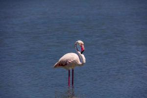 Vogel weiß-rosa Flamingo auf ein salzig Blau See im Calpe Spanien foto