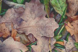 Herbst Eiche Blätter Lügen im das Gras nach das Oktober Regen foto