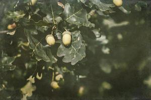 Grün Herbst Eicheln auf das Ast von ein Eiche unter das Blätter foto