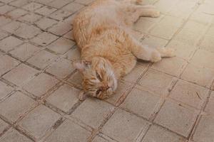 Ingwer Katze faulenzen auf das Beton Pflaster auf ein warm Nachmittag foto