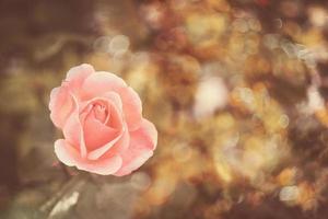schön Rose im warm Herbst Sonne im Nahansicht und Bokeh foto