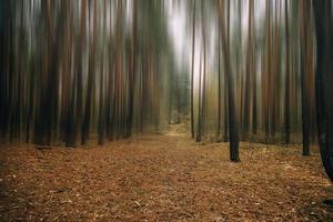 Herbst Wald Landschaft auf grau November Tag foto