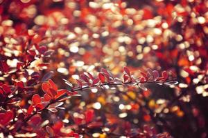 Herbst rot Busch Berberitze im das Strahlen von das Morgen Sonne, foto