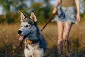 Porträt von ein heiser Hund im Natur im das Herbst Gras mit seine Zunge kleben aus von ermüden in das Sonnenuntergang Glück Hund foto