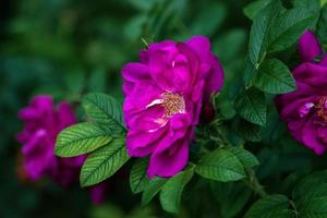 Rugosa Rose - - lila Pflaster Rosen im blühen foto