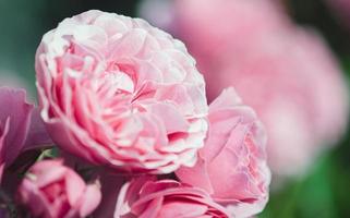 Rosa Pfingstrose Rosen im Sommer- Garten Nahansicht foto