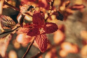 golden Herbst Busch Blätter zündete durch warm Sonne im das Garten foto