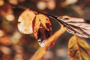 golden Herbst Busch Blätter zündete durch warm Sonne im das Garten foto