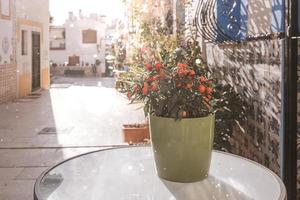 Tomate Pflanze im ein Topf auf ein Tabelle im ein Straße im das historisch Teil von das Stadt von alicante Spanien auf ein sonnig Tag foto