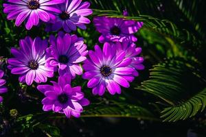 Blume im das Strahlen von das Sommer- Sonne im das Garten Nahansicht foto