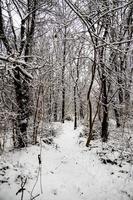 Winter natürlich Landschaft mit schneebedeckt Bäume im das Wald und ein eng Pfad foto