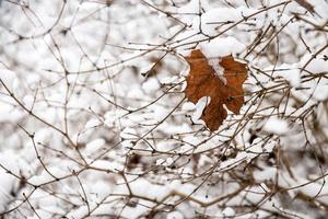 braun Blatt auf ein Baum Ast gegen ein Hintergrund von Weiß Schnee im ein Winter Tag im Nahansicht foto