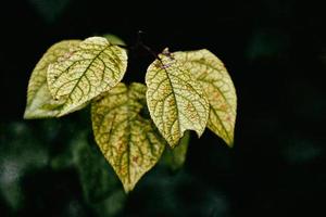 ein Herbst Zweig von ein Baum mit das zuletzt Grün Blätter foto