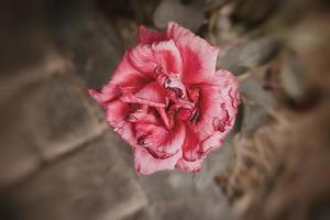 groß rot romantisch Rose im das Garten gegen das Hintergrund von Grün Blätter auf ein Sommer- Tag foto