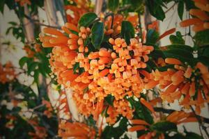 Original Orange Blumen unter Grün Blätter im das warm Nachmittag Sonne im Nahansicht foto