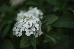 Blume von Weiß Hortensie unter Grün Blätter im Sommer- Garten foto