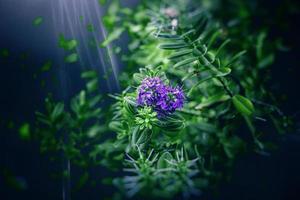 lila Blume im das Garten im das Strahlen von das Sommer- Sonne im Nahansicht gegen das Hintergrund von Grün Blätter foto