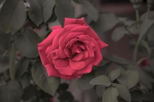 groß rot romantisch Rose im das Garten gegen das Hintergrund von Grün Blätter auf ein Sommer- Tag foto