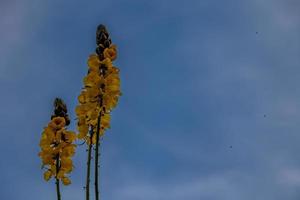 Gelb Blumen gegen das Blau Himmel im das Sommer- Garten foto