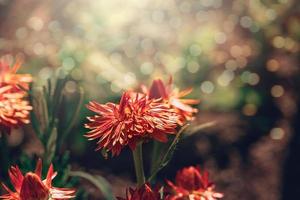 Orange Blume im das Strahlen von das Sommer- Sonne im das Garten Nahansicht foto