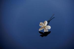 Nahansicht schön klein zart Single Jasmin Blume zum Hintergrund foto