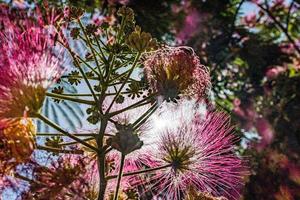 zart Albizia julibrisin Baum auf ein warm sonnig Sommer- Tag im Nahansicht foto