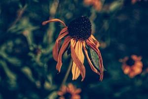 Gelb Sommer- Blumen im das Sommer- Garten unter Grün Blätter foto