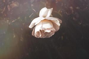 Weiß Rose im warm Herbst Sonne im Nahansicht und Bokeh foto