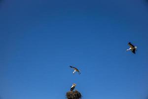 kostenlos Vögel Störche auf ein Hintergrund von das Blau Himmel im Flug Kampf zum Gniazo im das Frühling foto